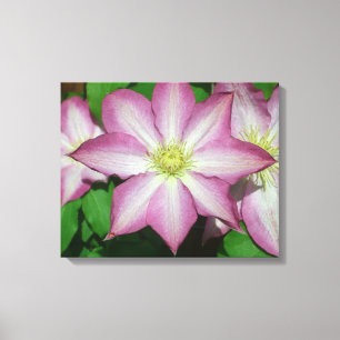 Trio Clematis Rosa och Vita Vår Vine Canvastryck