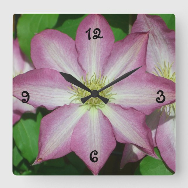Trio Clematis Rosa och Vita Vår Vine Fyrkantig Klocka (Framsida)