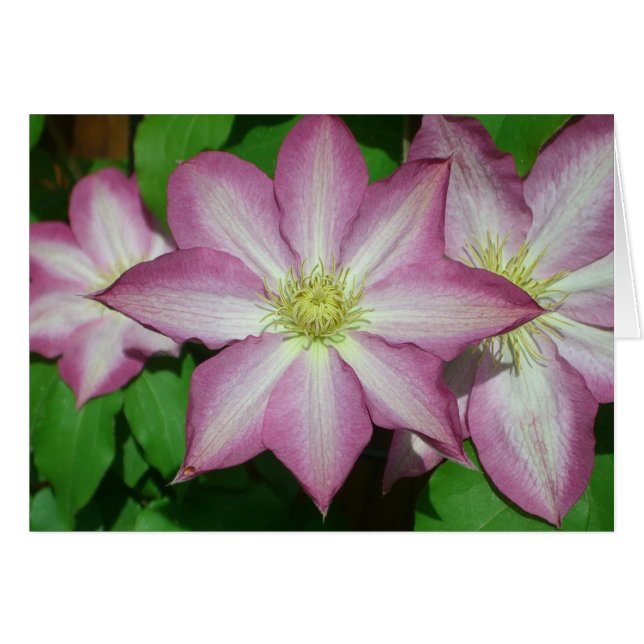 Trio Clematis Rosa och Vita Vår Vine Hälsningskort (Framsidan Horizontal)
