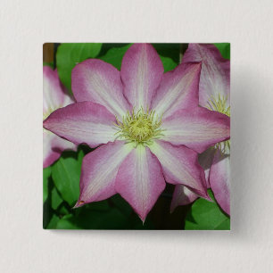 Trio Clematis Rosa och Vita Vår Vine Knapp