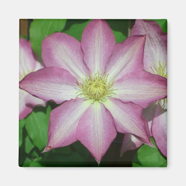 Trio Clematis Rosa och Vita Vår Vine Magnet (Framsidan)