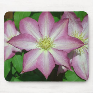 Trio Clematis Rosa och Vita Vår Vine Musmatta