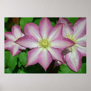 Trio Clematis Rosa och Vita Vår Vine Poster