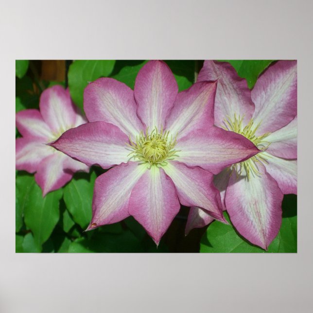 Trio Clematis Rosa och Vita Vår Vine Poster (Framsidan)