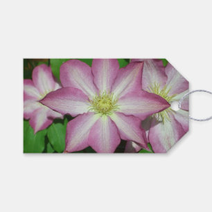 Trio Clematis Rosa och Vita Vår Vine Presentetikett