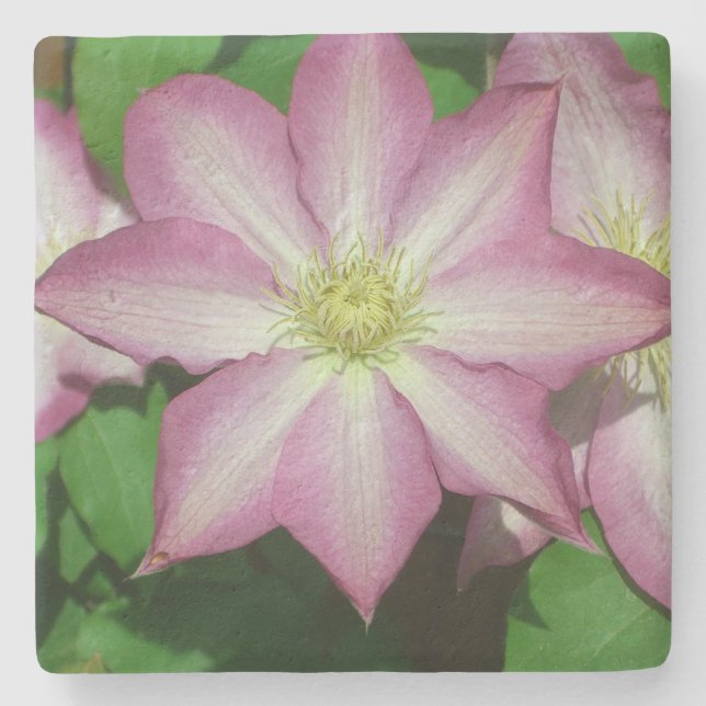 Trio Clematis Rosa och Vita Vår Vine Stenunderlägg (Framsidan)