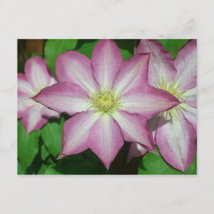 Trio Clematis Rosa och Vita Vår Vine Vykort