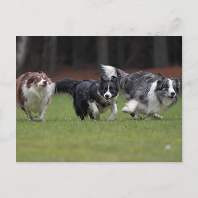 Trio gräns collies vykort (Framsida)