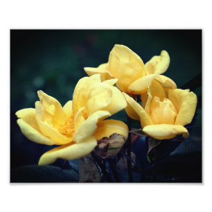 Trio gul ros 8 x 10 fototryck