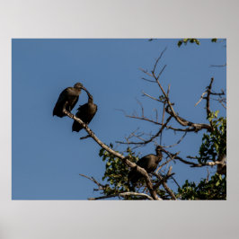 Trio Hamerkops i Canopy Poster