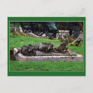 Trio i Iguana Park, Guayaquil, Ecuador Vykort
