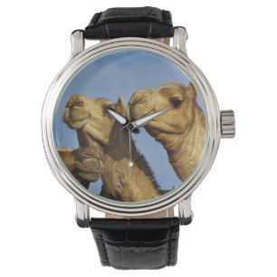 Trio kameler, kamelmarknad, Kairo, Egypten Armbandsur