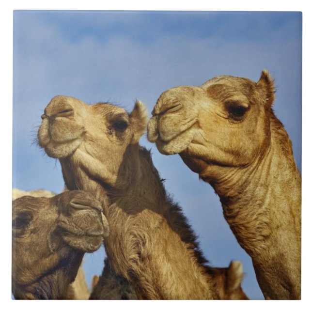 Trio kameler, kamelmarknad, Kairo, Egypten Kakelplatta (Framsidan)