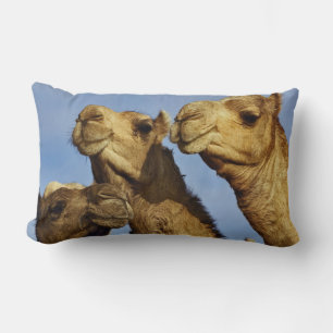 Trio kameler, kamelmarknad, Kairo, Egypten Lumbarkudde