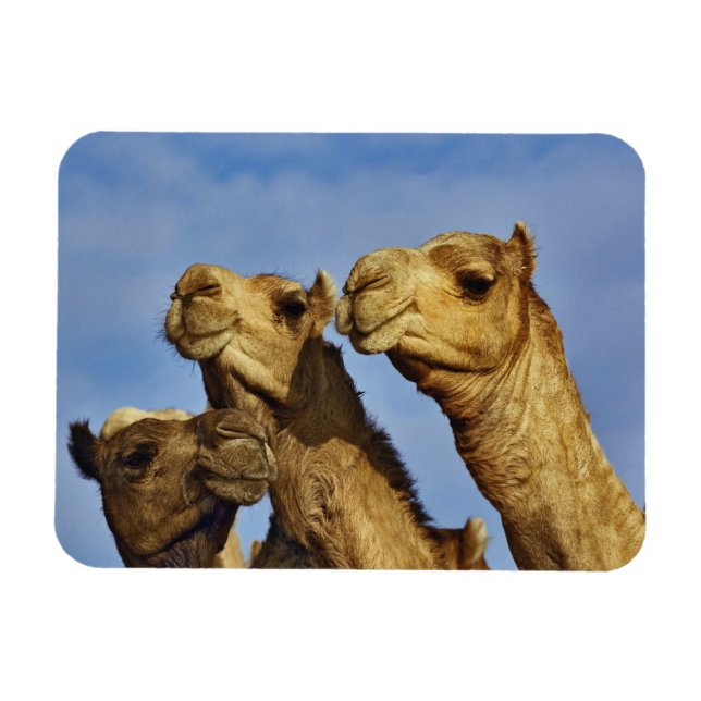Trio kameler, kamelmarknad, Kairo, Egypten Magnet (Horisontell)