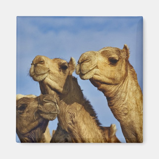 Trio kameler, kamelmarknad, Kairo, Egypten Magnet (Framsidan)