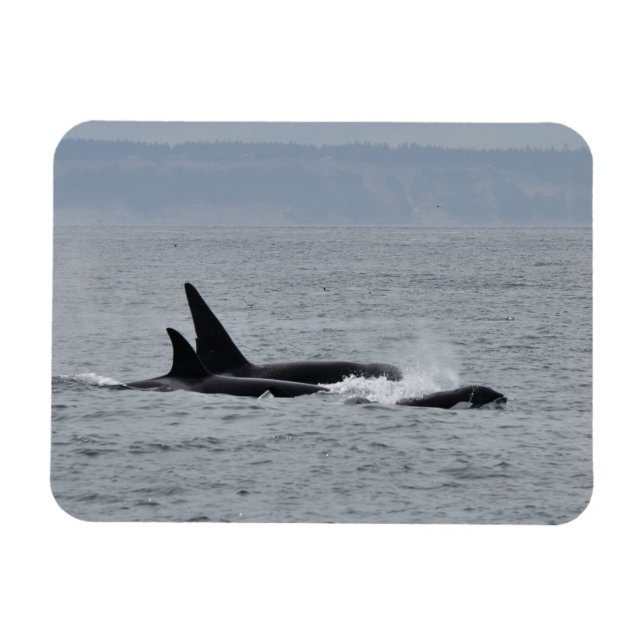 Trio of Orca Whales Magnet (Horisontell)