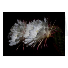 Trio of White Cactus Flowers Hälsningskort