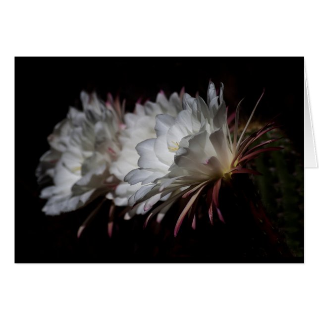 Trio of White Cactus Flowers Hälsningskort (Framsidan Horizontal)