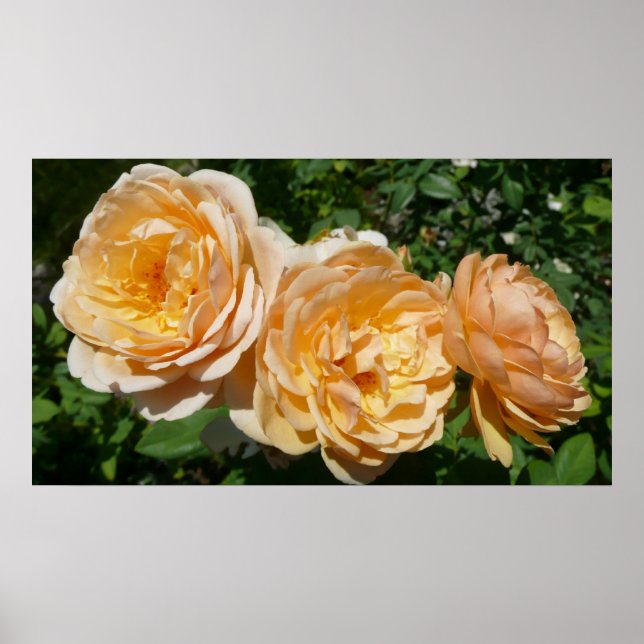 Trio Peach Ro Blommigt Poster (Framsidan)