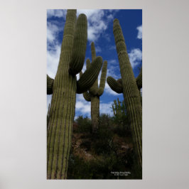 Trio saguaro cactus Arizona ökenmoln blå himmel Poster