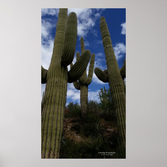 Trio saguaro cactus Arizona ökenmoln blå himmel Poster (Framsidan)