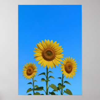 Trio Sunblommor Poster