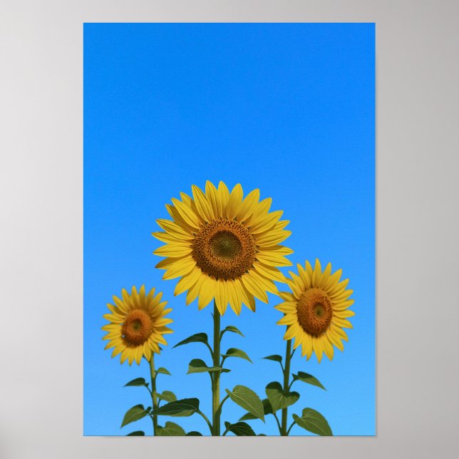 Trio Sunblommor Poster (Framsidan)