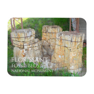 Trio Träd klumpar florisont Fossil Beds Magnet