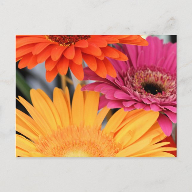 Trio Vykort (Framsida)