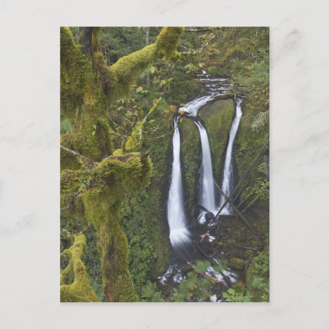 Triple Falls, Columbia River Gorge Vykort (Framsida)