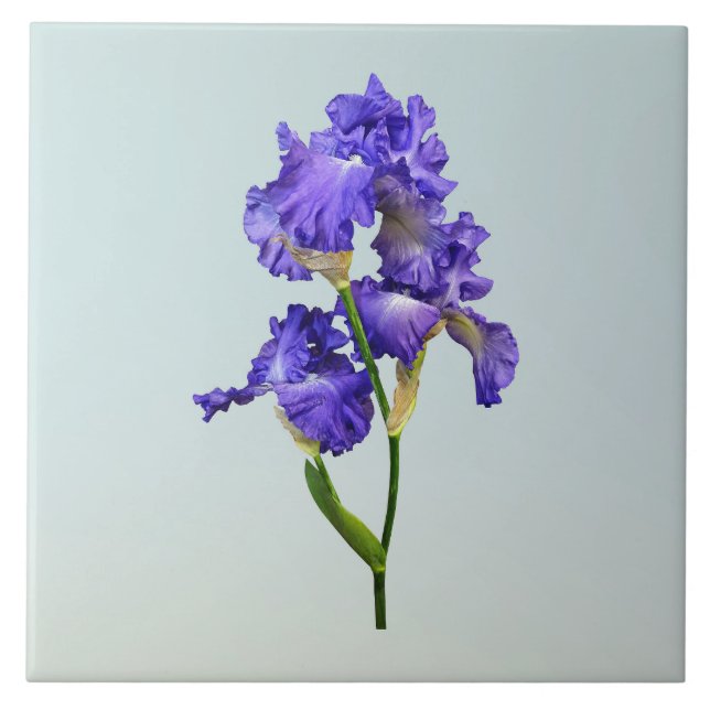Triple Lila Iris Kakelplatta (Framsidan)