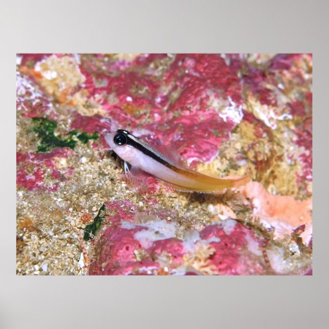 Triplefin Poster (Framsidan)