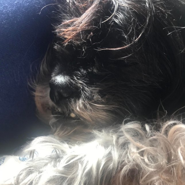 **TRIPLET-NALLAR** ADRESSETIKETTER RETURADRESS ETIKETT (NAPTIME FOR GABBY)