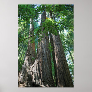 "Tripletrees", Muir skogen Poster