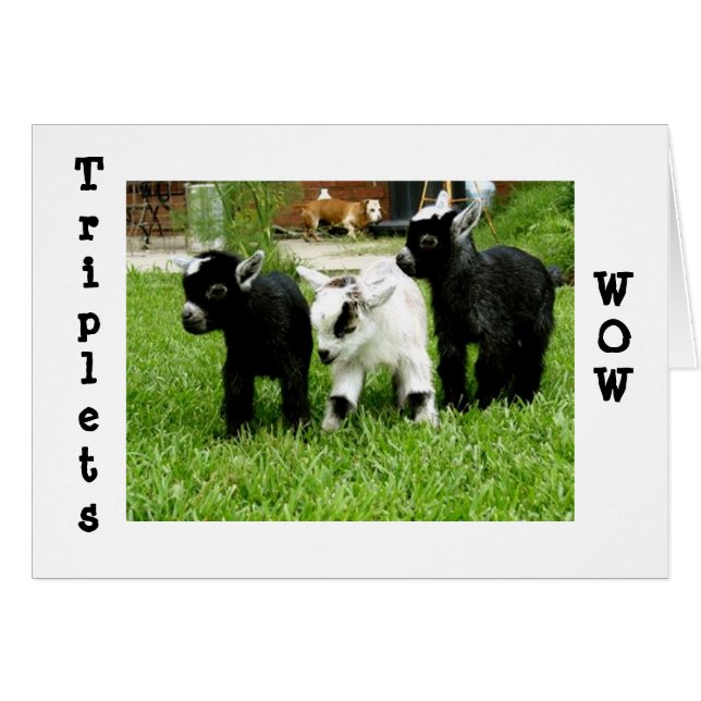 TRIPLETS=WOW=FANTASTIK HÄLSNINGSKORT (Framsidan Horizontal)