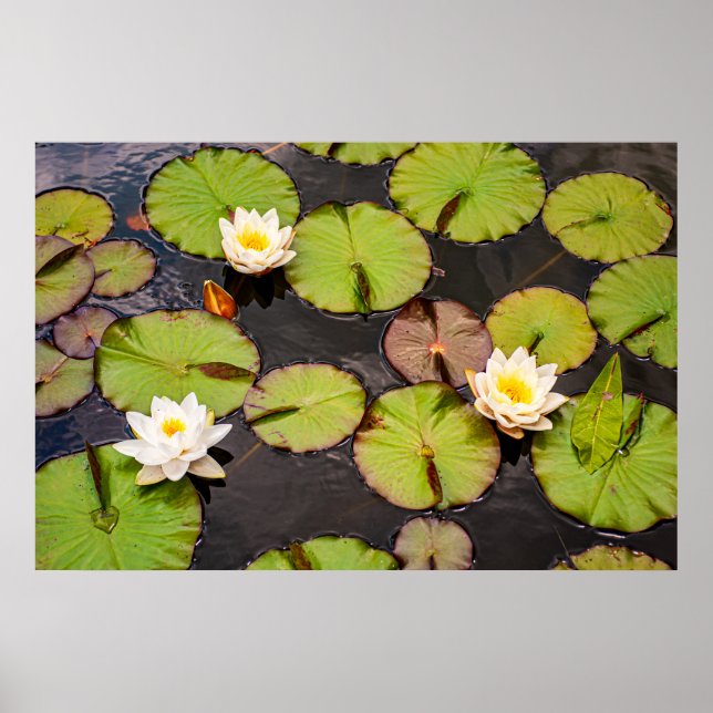 Trippel Lotus & Näckrosblad Mönster Affisch (Framsidan)