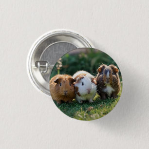 "Trippel Squeak: Trio of Aditable Baby Guinea Gris Knapp