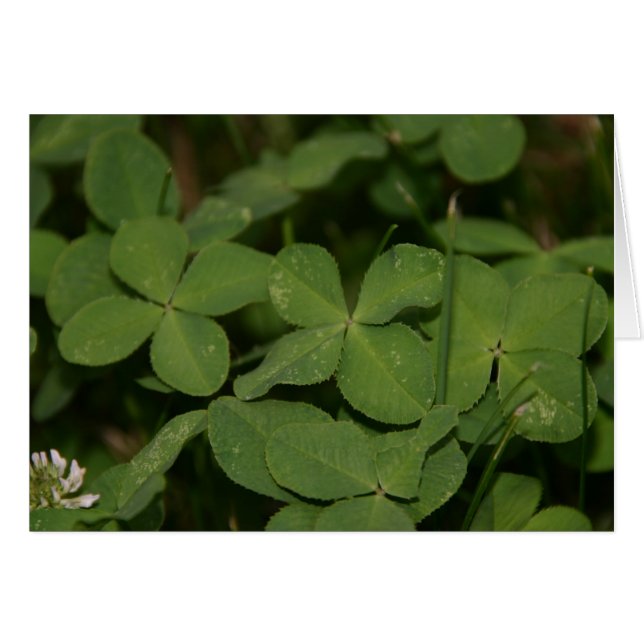 Trippelkort Tur Hälsningskort (Framsidan Horizontal)