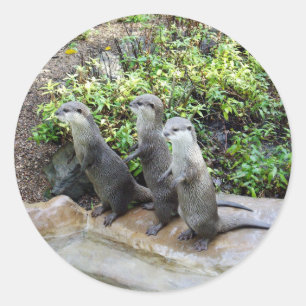 **"Trippelproblem: Äventyren i Otter Triplet Runt Klistermärke