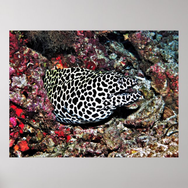 Trippy Leopard Moray Poster (Framsidan)