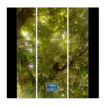 Triptych BL.(Sol Grönt Träd 1)RFPMDesigns ©️ 2021/
