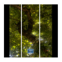 Triptych BL.(Sol Grönt Träd 2)RFPMDesigns ©️ 2021/