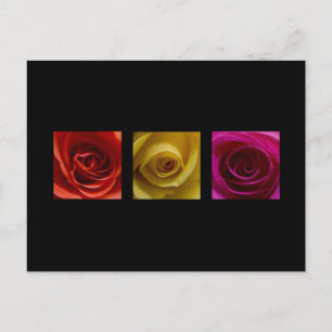 Triptych Rosor orange gult rosa Vykort