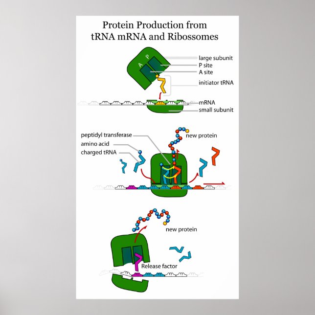 tRNA mRNA Ribosomfunktion vid proteinöversättning Poster (Framsidan)