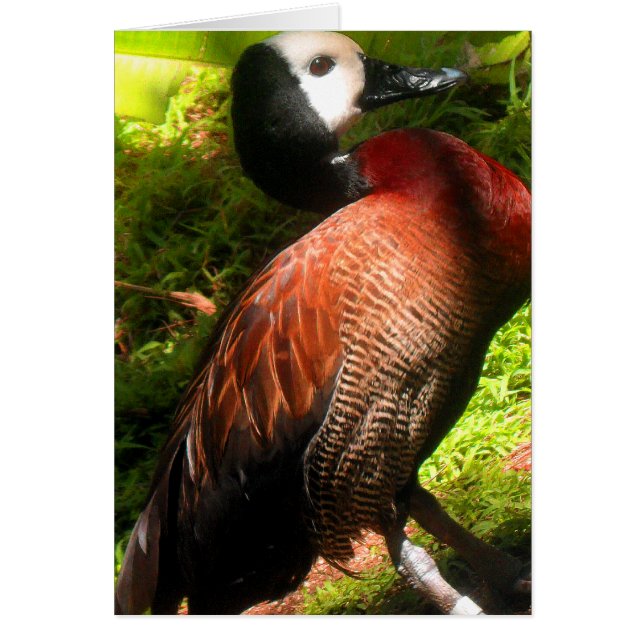 Tro_nal OBS Kort (Framsidan)