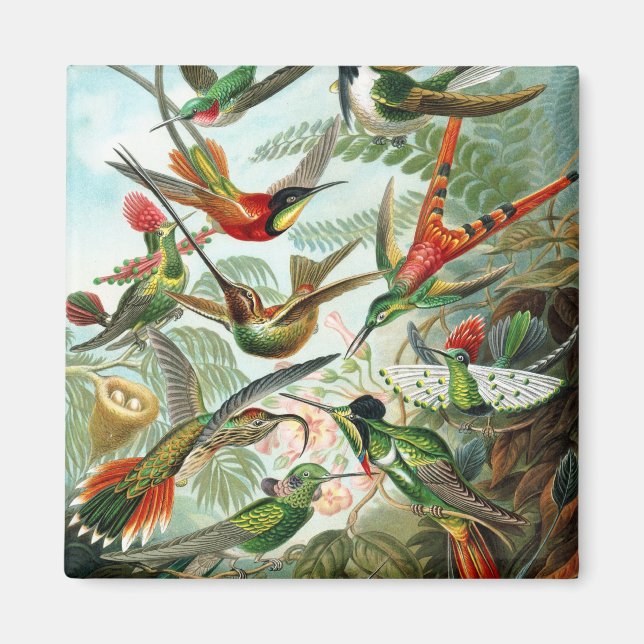 Trochilidae Hummingbird, Ernst Haeckel Magnet (Framsidan)