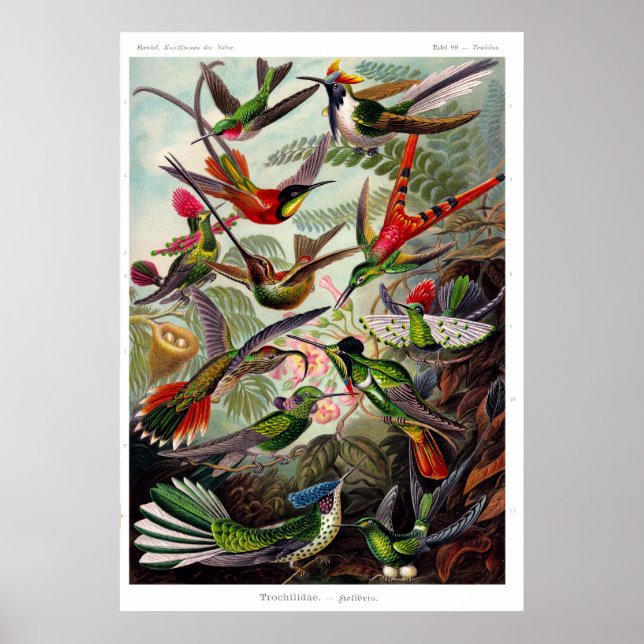 Trochilidae (Hummingbird) Poster (Framsidan)