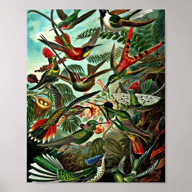 Trochilidae - Hummingbirds Poster (Framsidan)