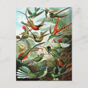 Trochilidae Kolibrier, Ernst Haeckel Vykort